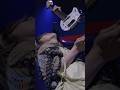 Guitar solo By HANA #gacharicspin