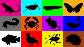 My Pets: Iguana, Butterfly, Mouse, Catfish, Duckling, Beetle, Millipede, Tadpole, Crab, Katydid