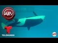 Nacimiento de la última ballena asesina en cautiverio | Al Rojo Vivo | Telemundo