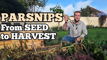 How to grow PARSNIPS in your garden! #vegetable #vegetablegarden #gardening #grow #growyourownfood