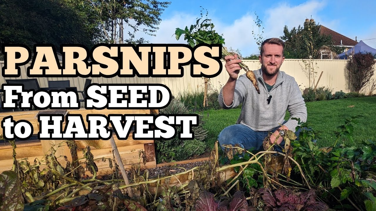How to grow PARSNIPS in your garden! 