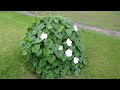 The Moonflower Plant that looks like a Sea Monster?!?!?! Watch it Bloom!