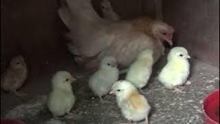 Tips Perawatan Ayam Kate Serama yang baru menetas @RusmadiSoemadji #ayamhias #breeding #hybrid