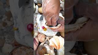 Sea Agate and Sea Crystal: Finding Hidden Treasures on the Shore and rare pearl