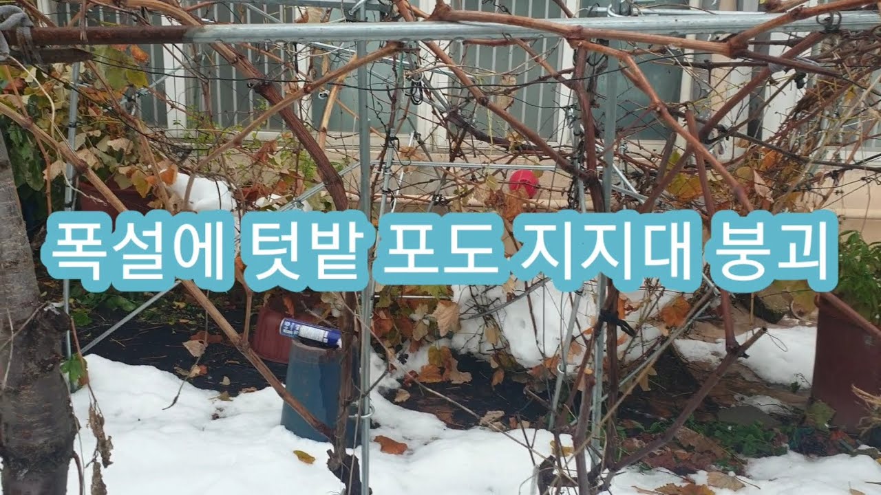 12/1) 폭설 피해 : 텃밭 포도 지지대 붕괴