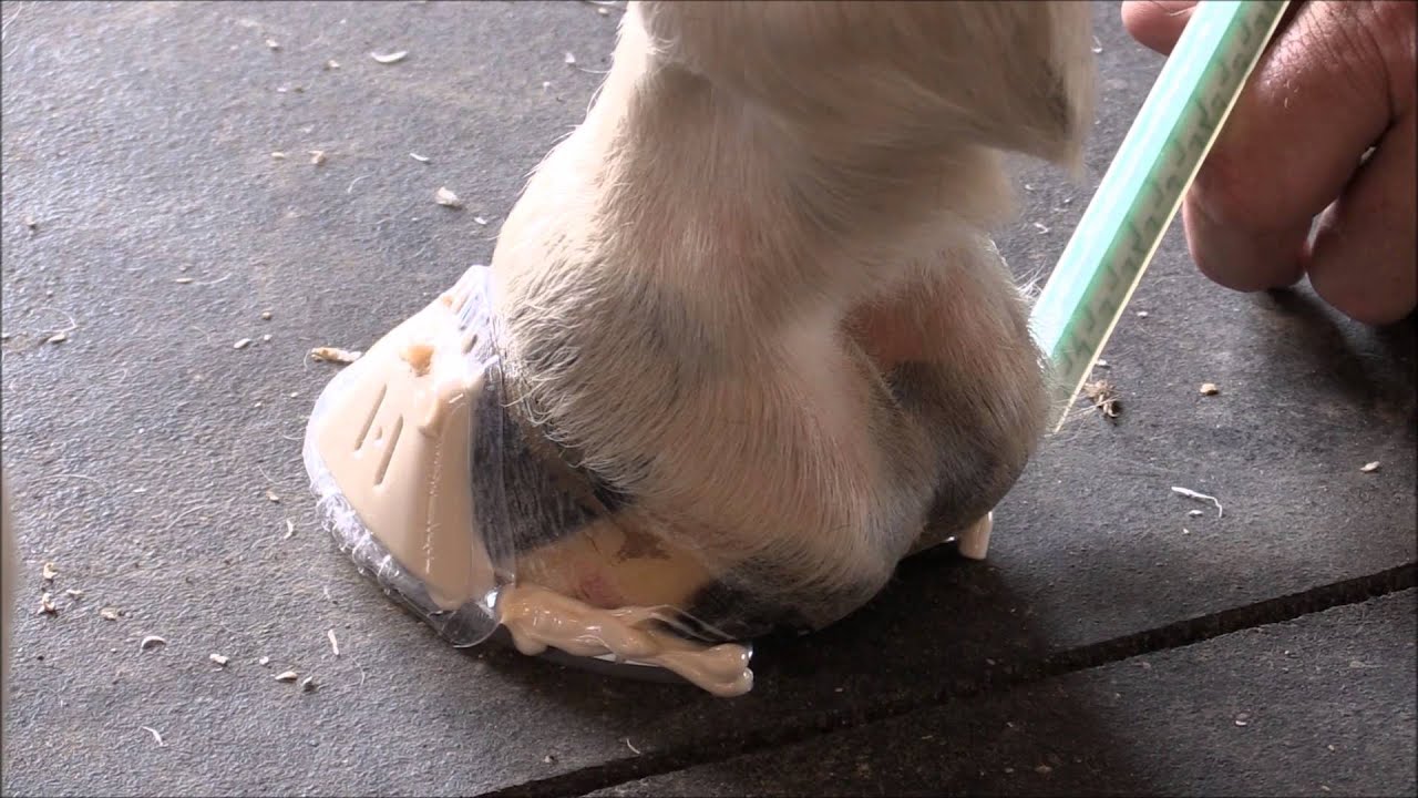 Preventing a Horse From Pulling a Shoe Pat's Tips & Tricks for Hanton