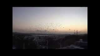 birds flying vector -amging -aone VISUALS 2