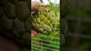 Buah Nona. Sugar Apple. #annona