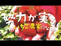 JAあいち海部 イチゴ道場 新規就農者募集中！！
