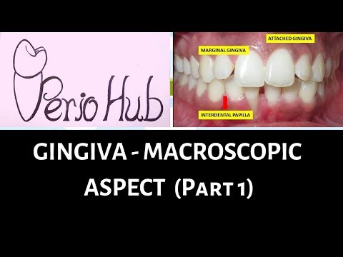 Video: Ist die marginale Gingiva keratinisiert?