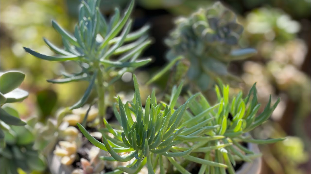 SUCULENTA SENÉCIO AZUL - Poda de manutenção + Cultivo