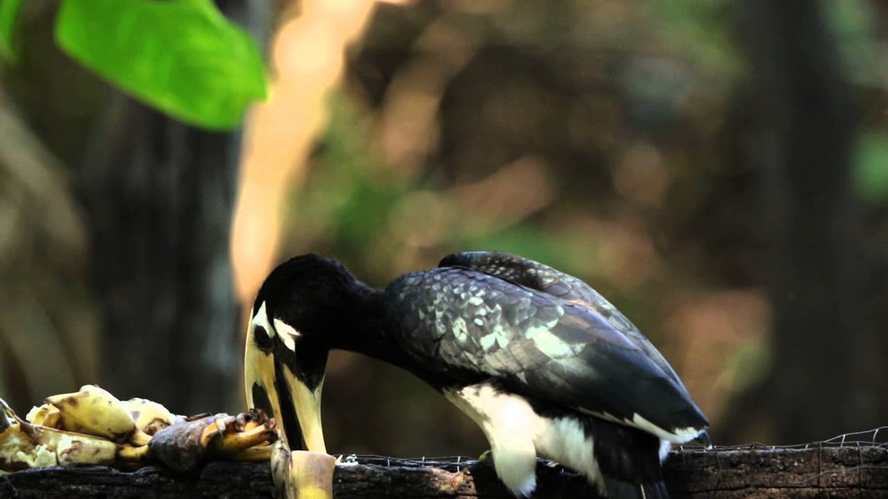、♪鳥くん野鳥動画'Thai' PiedHornbill 餌台にやってきたキタカササギサイチョウ - YouTube