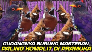 Download Lagu CEK HARGA BURUNG MASTERAN TERBARU HARI INI DIKIOS PASAR BURUNG PRAMUKA MP3