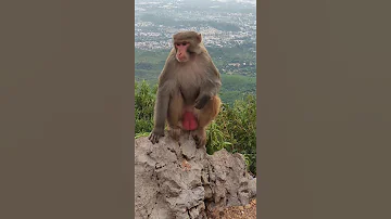 Crazy Monkey With Big Balls On Mountain Shorts 