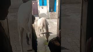 hamare content ulte sidhe rahte hain tu Kaun pasand Karega 😔#viral#short#video#