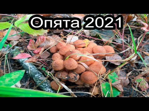 Опята 2021. Закрытие грибного сезона.