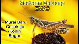 Masteran Suara Belalang Emas cocok untuk masteran Murai batu, cucak ijo, konin, sogon