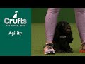 Agility Championships – Small/Medium (Agility) Part 2 | Crufts 2023