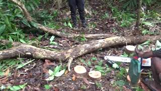 Selective Cutting/Felling Video 1