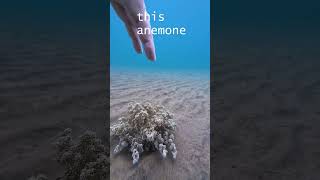Don't EVER touch the Hell-Fire Anemone #scubadiving