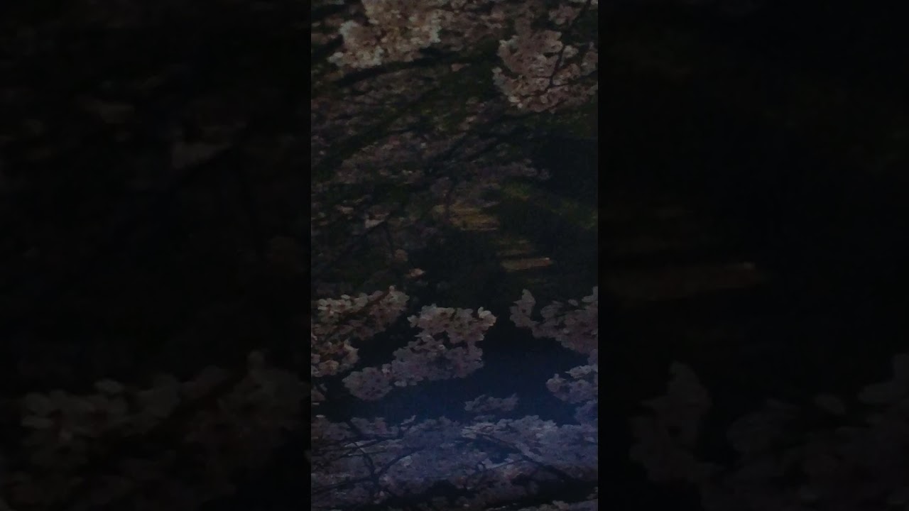 オリジナルアルバム潮彩 6「さくら道」funwind original 17