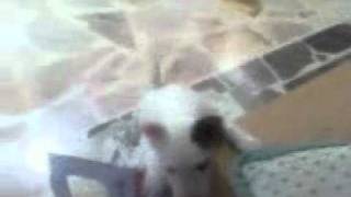 Mini Bull Terrier Thai