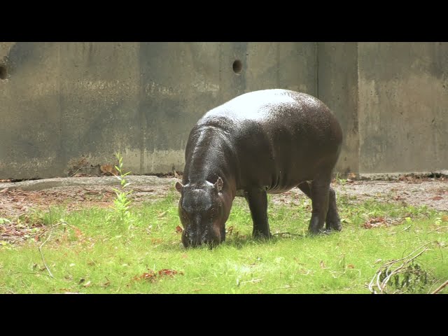 Brookfield Zoo welcomes new pygmy hippo to the family - YouTube