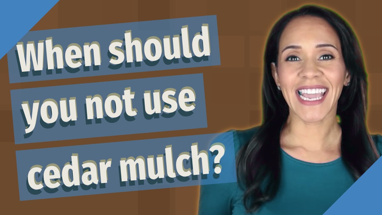 When Should You Not Use Cedar Mulch?