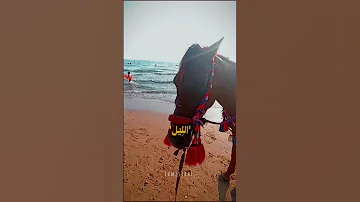خيالها انا خيا بدون موسيقى الشامي خيالها بدون موسيقى ترند 