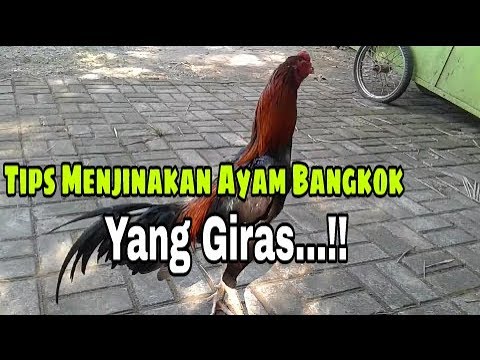 Cara Terampuh Mengatasi Ayam Aduan Lemah Mental