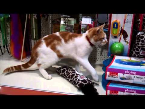 Stray cat is regular visitor to pet shop