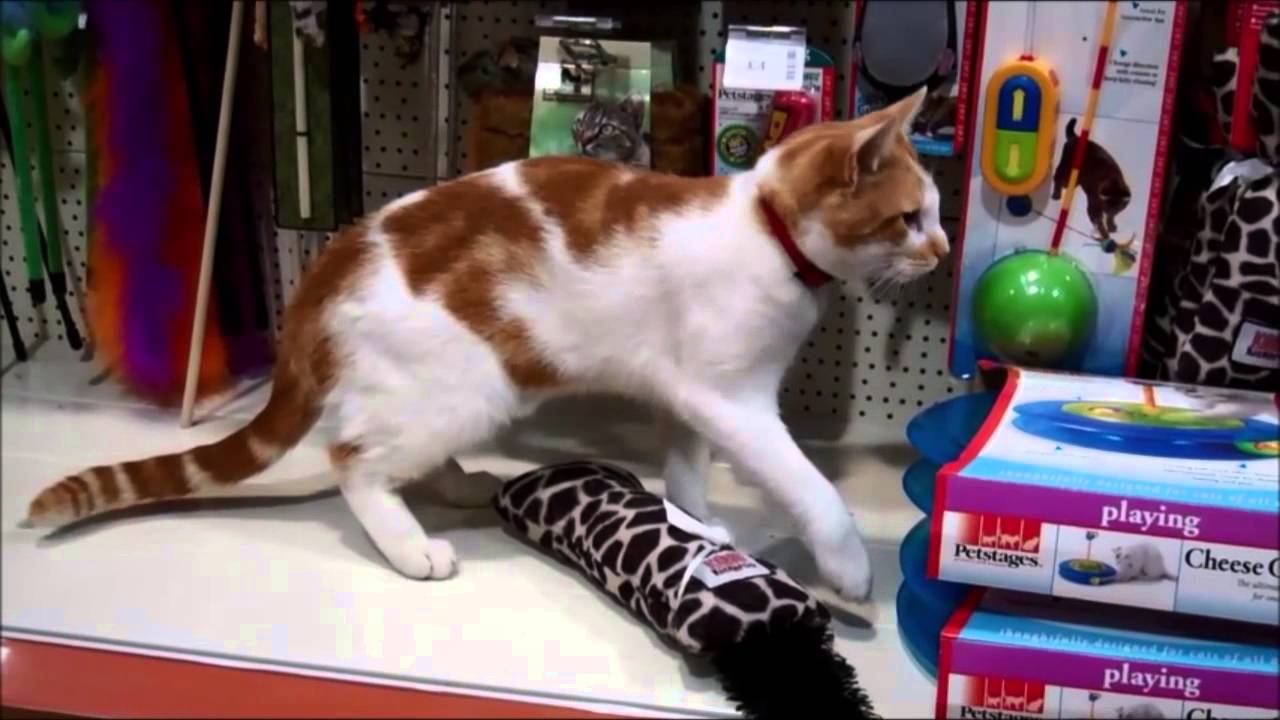 cat store