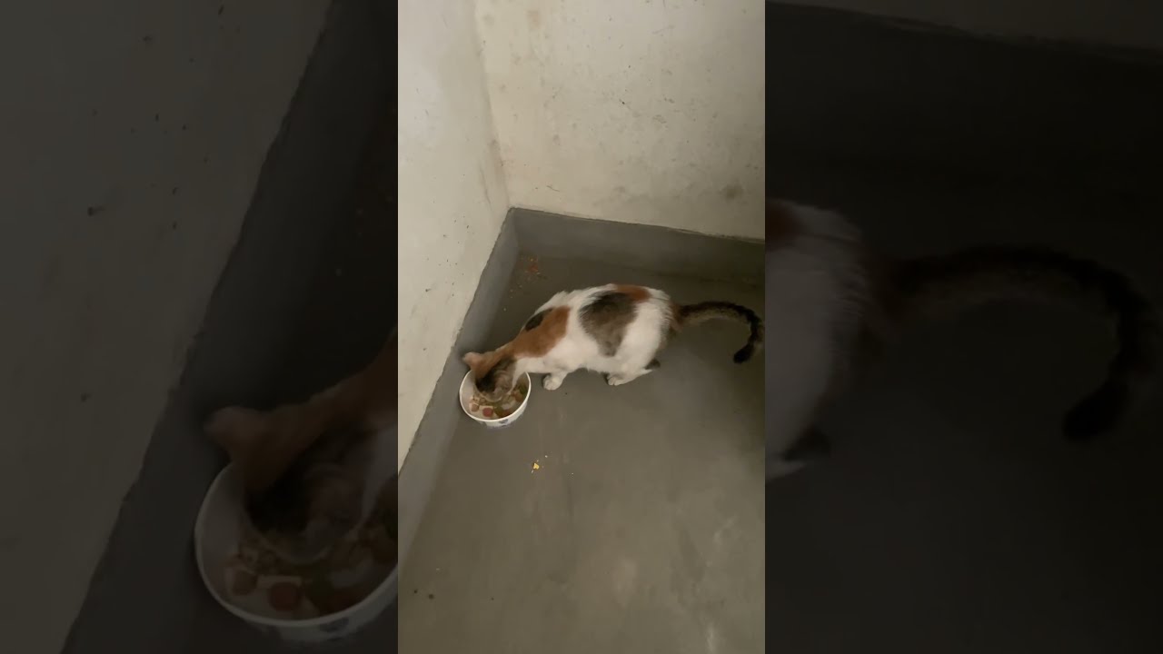 Feed Homeless Pregnant Cat She Lives In The Dark Wet Dirty Underground Garage 8 2