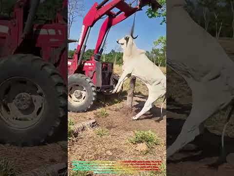 Satisfying Farm Rescue: Watch a Tractor Pull a Cow Free from a Tree Stump! 🐄🚜↓