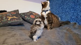 Iva the owlet is 22 days old. It's getting harder for Murloc the cat