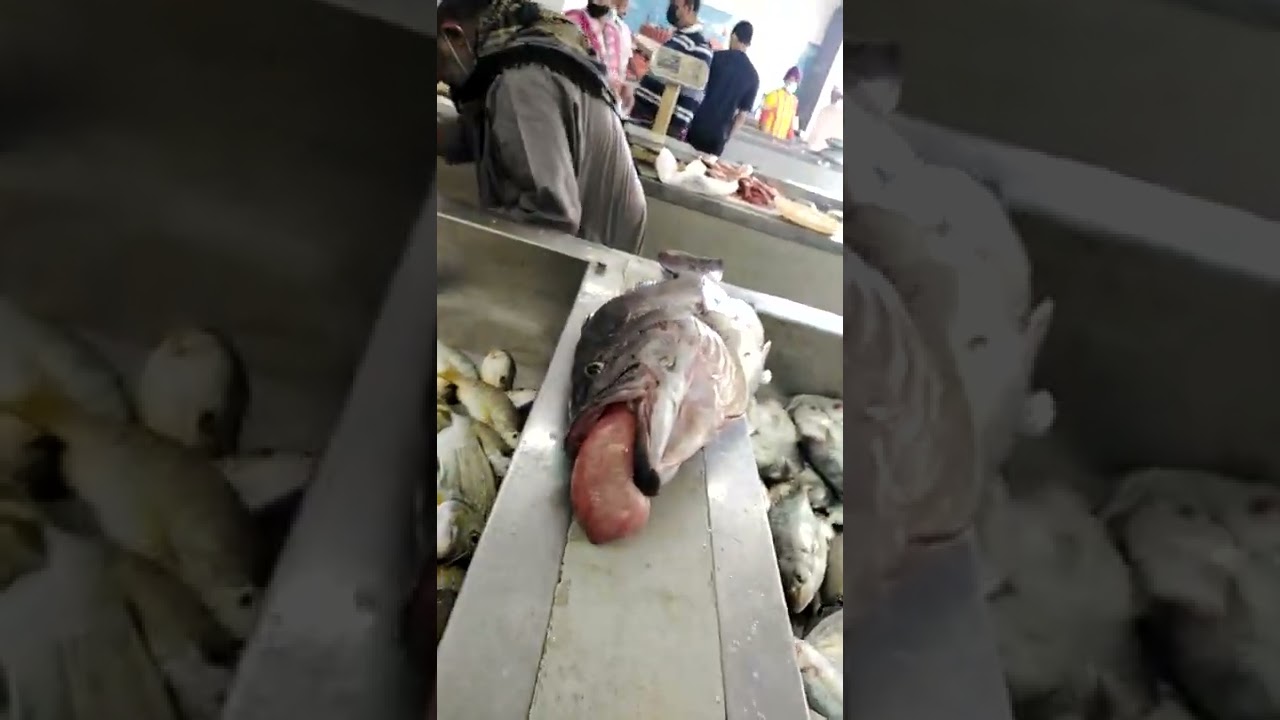 سوق مطرح للأسماك سلطنه عمان