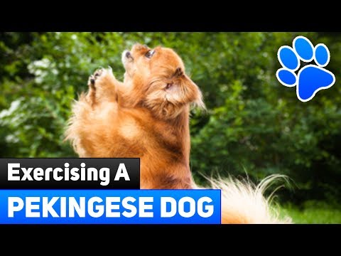 Helpful Tips On Exercising A Pekingese Dog