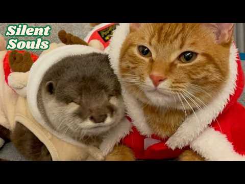 This Tiny Otter Fell in Love With a Cat She Was Never Supposed to Trust