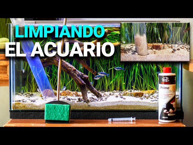 Pasos para limpiar una pecera con peces o sin peces dentro