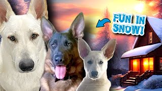 Puppies LOVE Playing In The Snow!