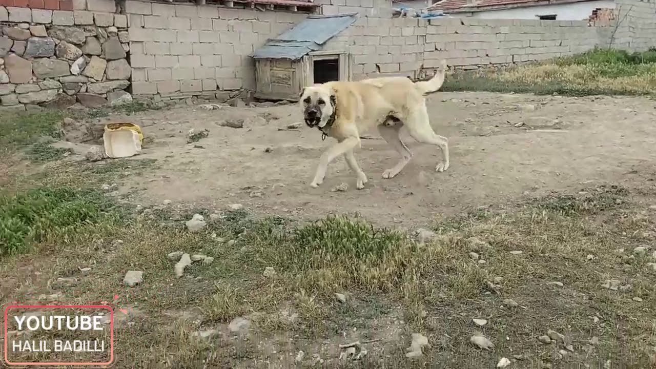 Alp Kardeşleri Ziyarete Gittim