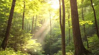 🌸 Find harmony in every sound — nature’s voice and piano’s heart🌤️