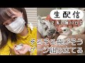 【生配信】鳥カゴ組み立てる【文鳥の雛10日目】