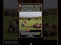 The Male Who Broke the Rule #wildlife #lions #animalshorts #nature #facts #animalbehavior #hunting
