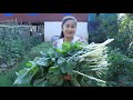 Have you ever cooked this vegetable at home? / White Amaranthus  / Cooking with Sreypov