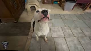 BCSO: Bondable Pup Waylon