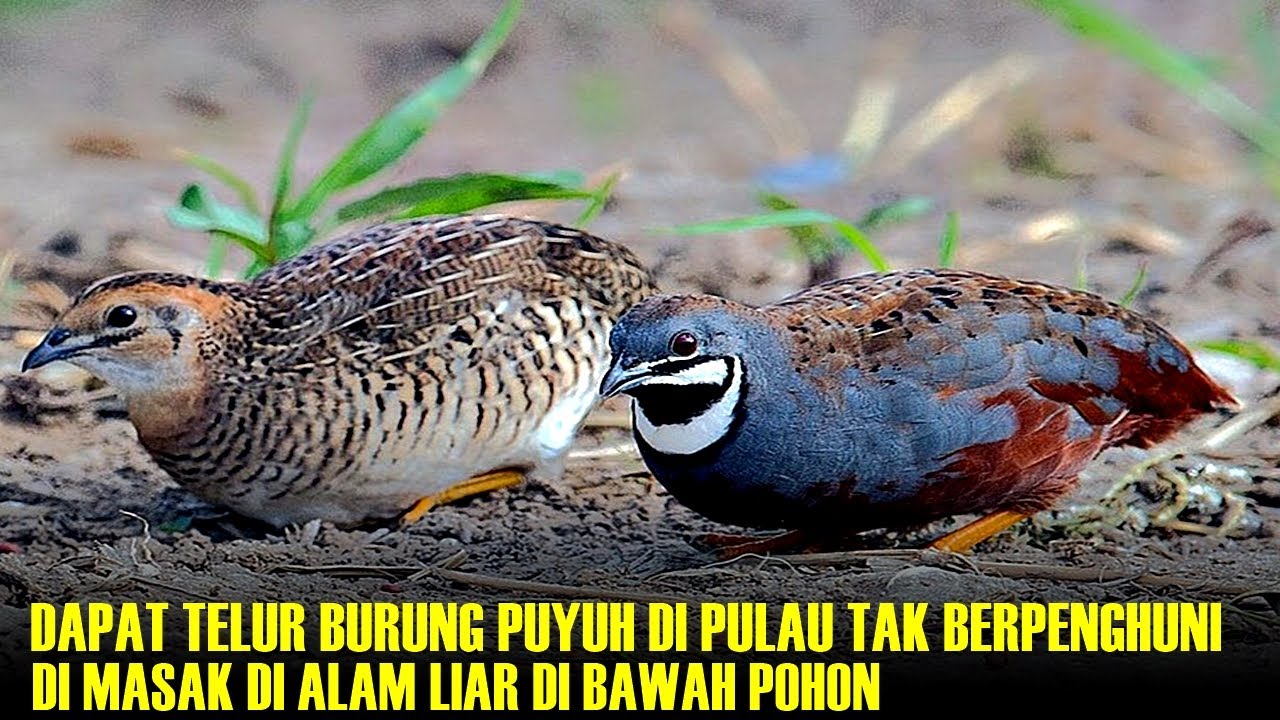 Burung Puyuh Liar: Habitat, Perilaku, dan Konservasi