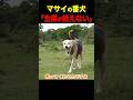 アフリカ・ケニアでマサイを原貫太が取材:マサイに飼われている犬はペットというより生傷が絶えない番犬だった...日本との違いに驚愕 #アフリカ #マサイ #原貫太 #shorts