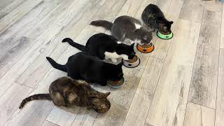 Cats Eating 1534