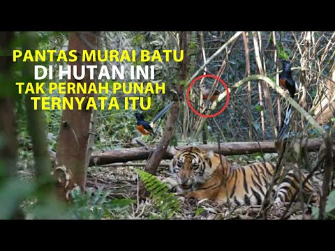 Video: Apakah spesies batu kunci dalam hutan sederhana?